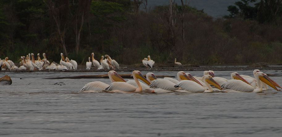 Central Ethiopia